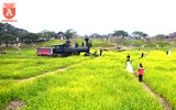 Cánh đồng cải vàng, điểm 